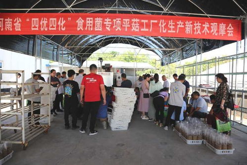 我省邁進高質(zhì)量平菇工廠化新技術(shù)時代